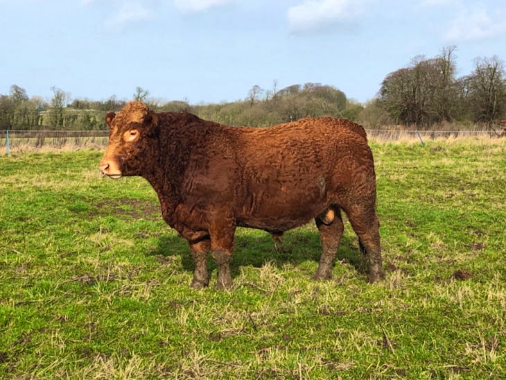 1 Pedigree South Devon Breeding Bull | SellMyLivestock - The Online ...