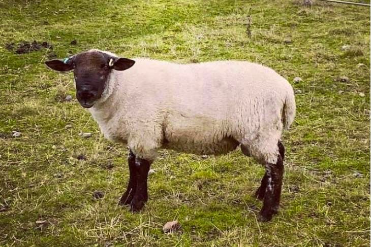 1 Suffolk Cross Teaser Ram | SellMyLivestock - The Online Livestock ...