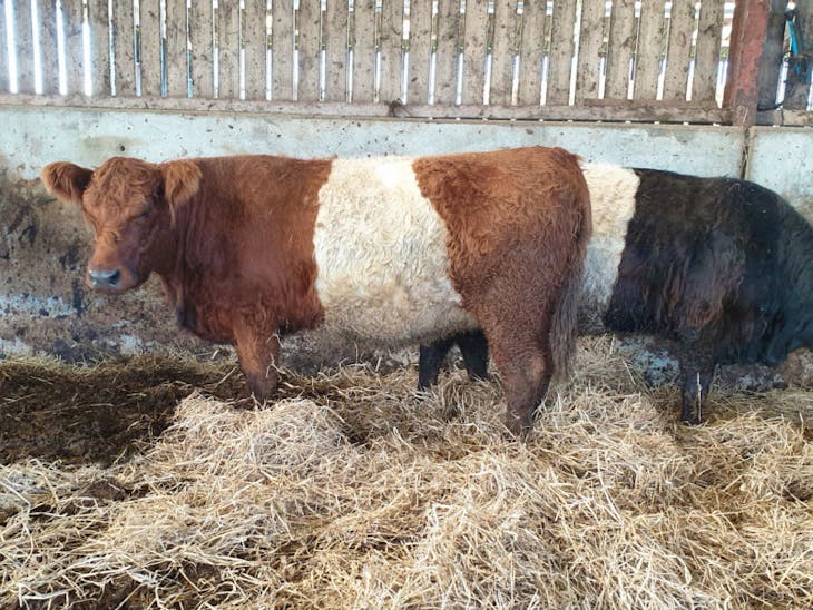 3 Pedigree Belted Galloway Breeding Heifers SellMyLivestock The
