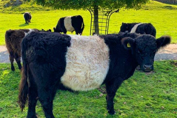 belted galloway soft toy