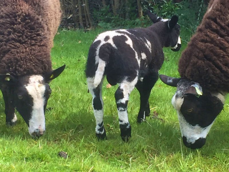 1 Pedigree Dutch Spotted Breeding Ram | SellMyLivestock - The Online ...